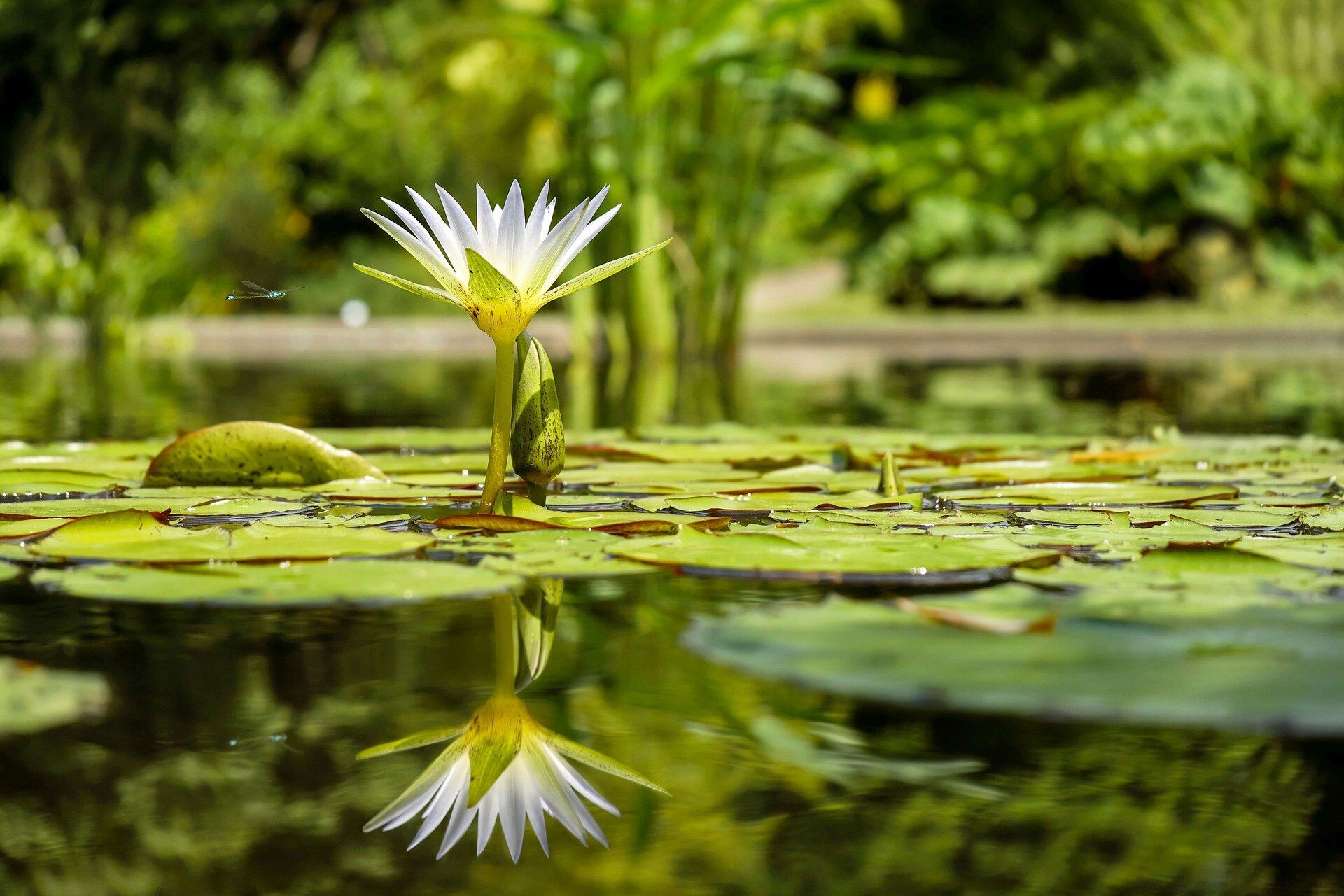 water-lily-ge3c0b3027_1920 water-lily-ge3c0b3027_1920